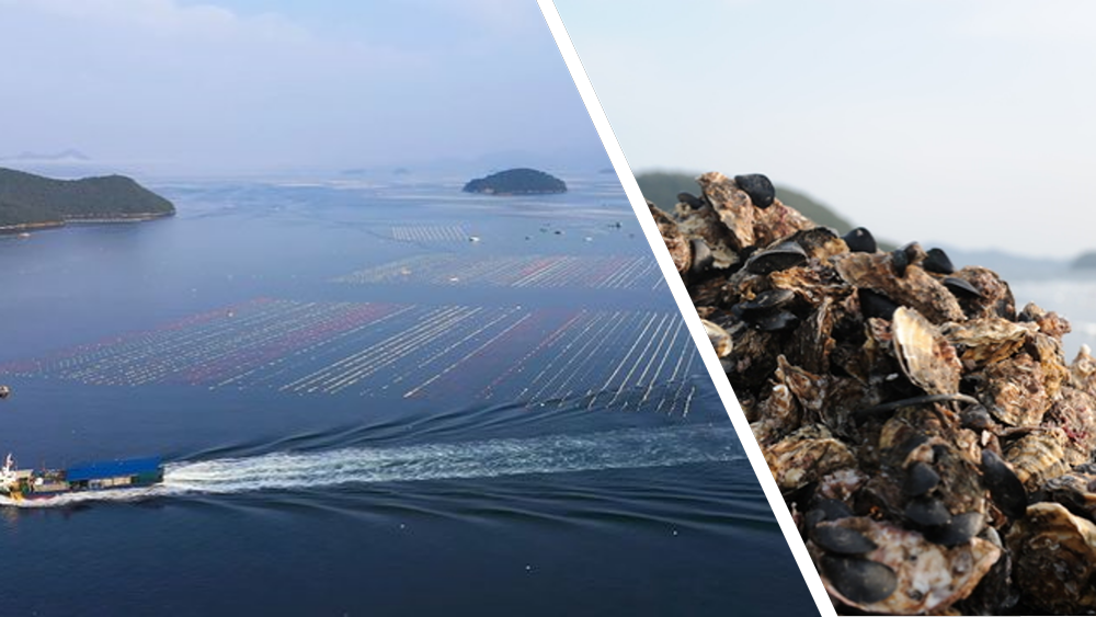 Tongyeong Coastal Waters, Korea