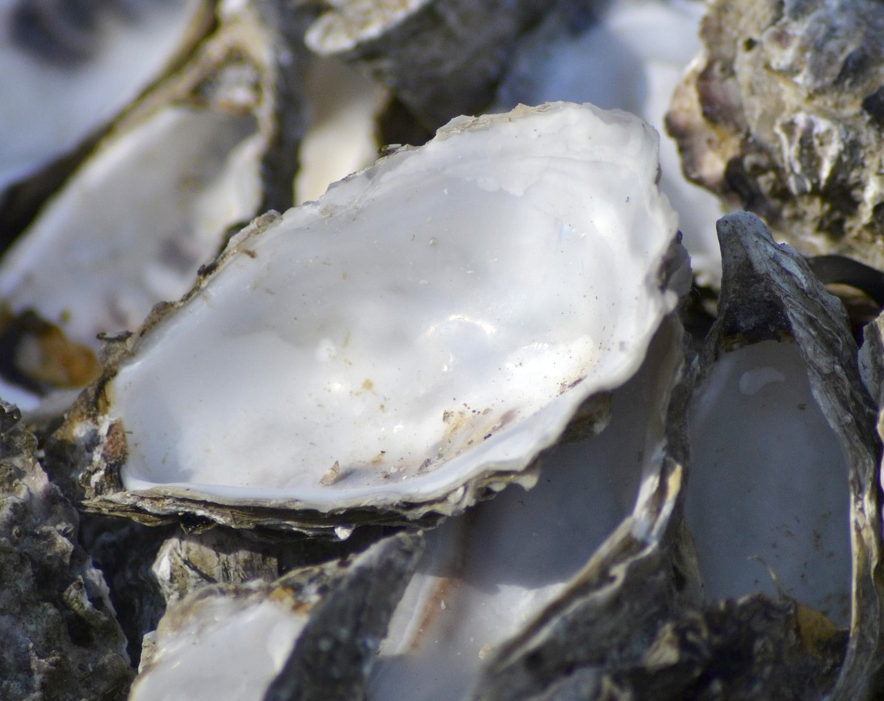 굴 껍데기 이미지